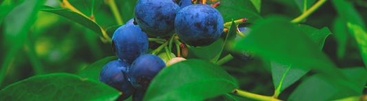 Fermentowane liście dzikiej borówki czarnej z Gurii — Meria, Teaoria