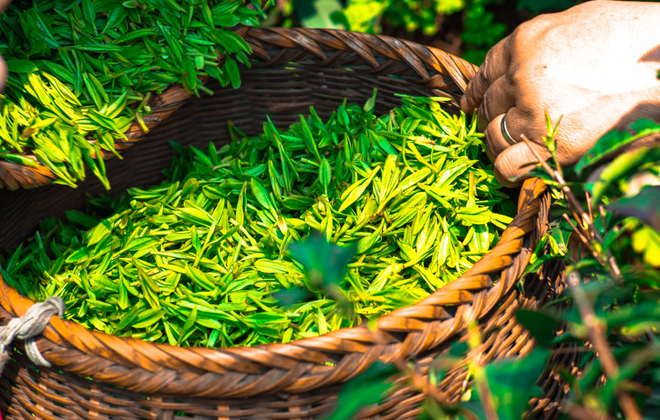 Teaoria - Georgian loose leaf teas from organic plantations